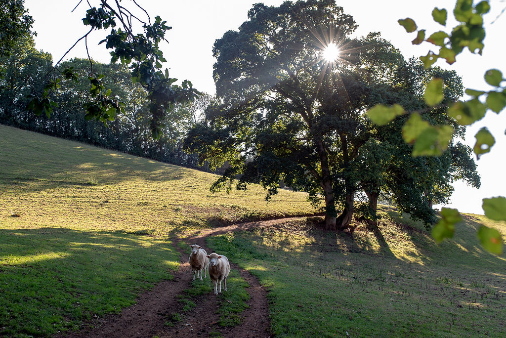 Sheep and sun through the tree